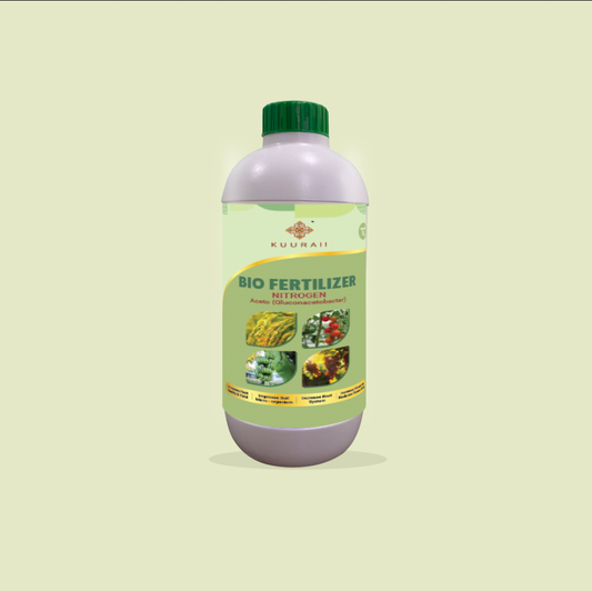 Green Aceto (Gluconacetobacter)